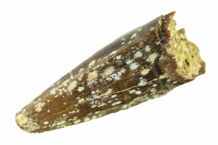 Cretaceous Fossil Crocodilian Tooth - Wyoming #299778